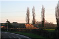 Poplars and bales next to Moorhouse Road, Laxton