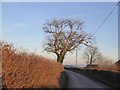 Tree on the ridge west of Cadeleigh