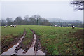 Field of sheep near Marley Grange