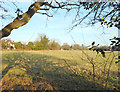 Field between the houses, Sunningdale