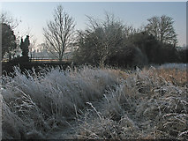 TL4152 : Haslingfield: a frosty spot by the Cam by John Sutton