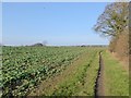 Public footpath at Ovingham