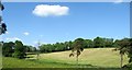 Parkland on the north side of the A3