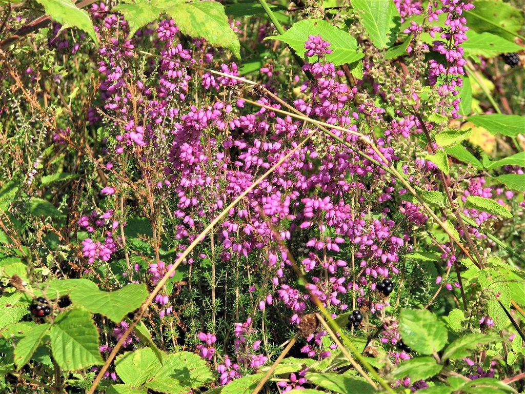 Bell heather in Brede High Woods © Patrick Roper