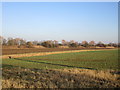 View towards the embankment of the former Goole to Selby railway line