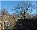 Track to Burnt House Lane