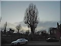 Tree on the corner of Exeter Road, Brondesbury