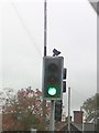 UK Green Traffic Light