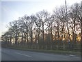 Trees by Gatwick Road