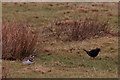 Birds in a field, Sandwick