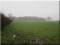 Grass field and woodland near North Ross