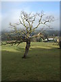 Tree in pasture, Ilkley