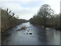 The River Wharfe, Ilkley