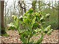 Stinking hellebore, Flatropers Wood