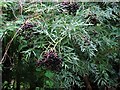 Cut-leaved elder, Shornden House