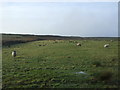 Sheep grazing near Shaw Hall