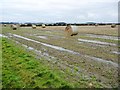 SE4747 : Soggy field of Swiss rolls, north of Wighill by Christine Johnstone