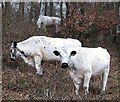 TQ5501 : British White cattle, Friston Forest by Patrick Roper