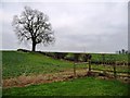 Winter tree and replanted hedge, off Wighill Lane