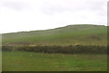 Grazing, St Bees