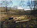 Logs on Silchester Common