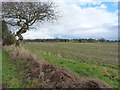 Field north of the Waterloo Road footpath