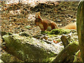 SZ0287 : Brownsea Island Red Squirrel (Sciurus vulgaris) by David Dixon