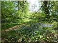 Bluebells by woodland path