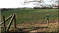 Oilseed rape crop field in Rockland St Mary