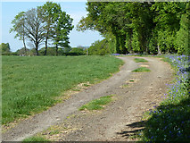 TQ0934 : Farm track near Rudgwick by Robin Webster