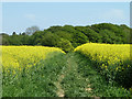 Footpath across rape field