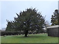 All Saints, Warlingham: churchyard (I)