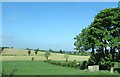 Harvested hay meadows at Tullynagin