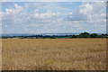 Field of oil seed rape near Pinckney Green