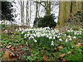 Snowdrops in Risby churchyard