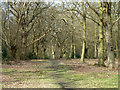 Path in Hainault Forest