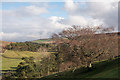 Tree on slope on south side of Bolli Hope