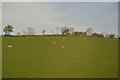 SX7160 : Sheep resting by N Chadwick