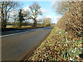 Snowdrops by the roadside