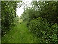 Overgrown track