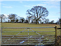 Gate and tree