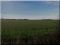 Arable field near West House Farm