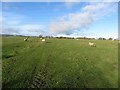 Grass field at Dovecote Farm