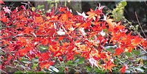 SU9941 : Winkworth Arboretum - Maple Leaves by Colin Smith