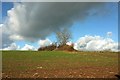 Field boundary east of George Nympton