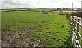 Farmland, Trayne