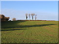 ST4705 : Trees Near Picket Farm by Nigel Mykura