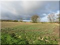 Arable field east of Dovecote Farm