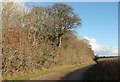 Lane past Magpiery Wood