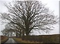 Row of trees in Trowley Bottom